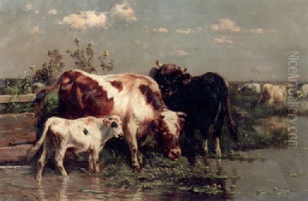 Cattle Drinking - view 1