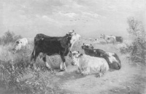 Kuhe In Weiter Landschaft Kuhe In Weiter Landschaft