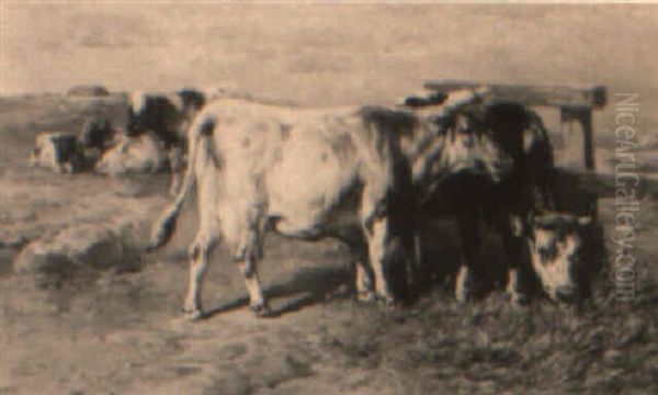 Cows Grazing - view 1