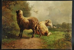 Schafe Auf Der Weide