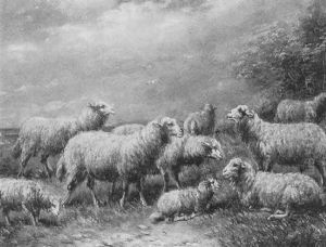 Schafherde Auf Der Weide by Paul Schouten