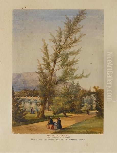 Botanical Gardens, Cape Town - view 1