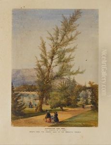 Botanical Gardens, Cape Town by Thomas William Bowler