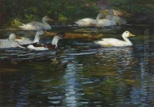 Enten Im Wasser