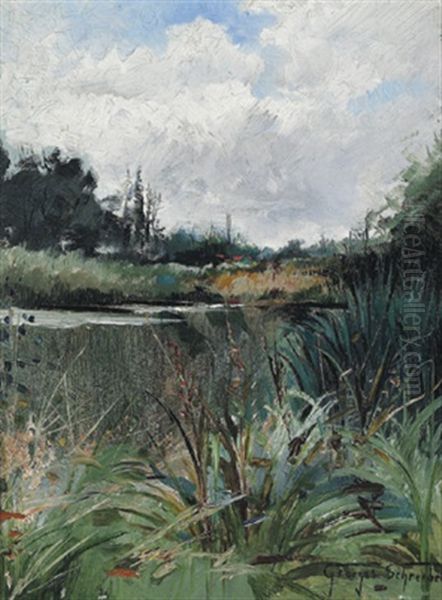 Mit Schilf Bewachsener Teich Im Sommer - view 1