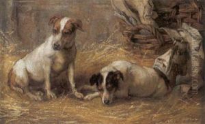Jack Russels In Einer Scheune Jack Russels In Einer Scheune