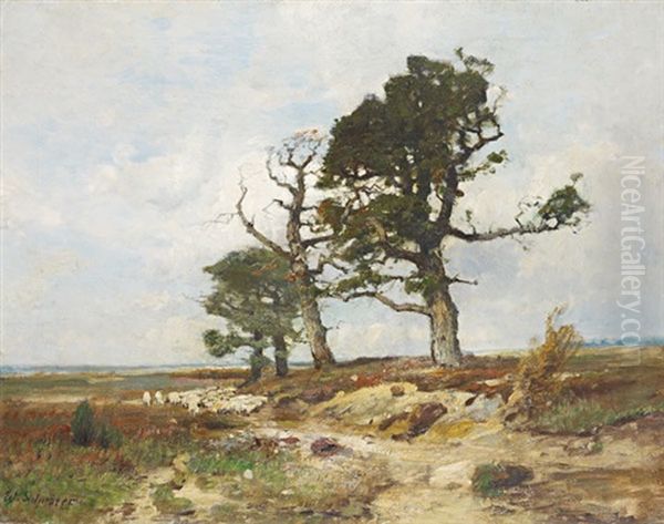 Troupeau De Moutons Et Grands Arbres - view 1