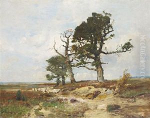 Troupeau De Moutons Et Grands Arbres Troupeau De Moutons Et Grands Arbres