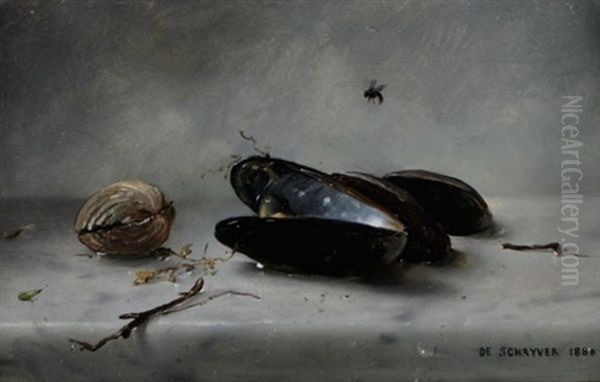 Mussel Shells - view 1