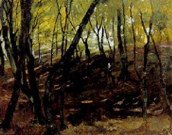 A Sunlit Forest - view 1