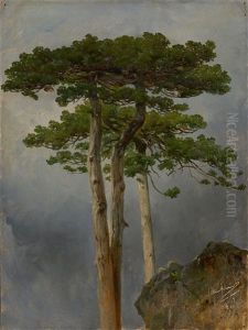 Kiefern Im Gebirge Kiefern Im Gebirge