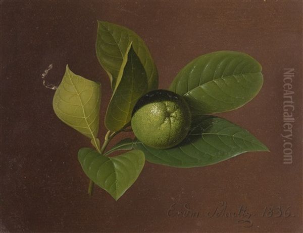 Limettenzweig - view 1