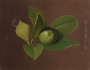 Limettenzweig Limettenzweig