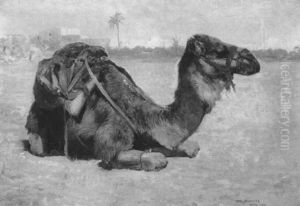 Kamelstrase Auf Tunis
