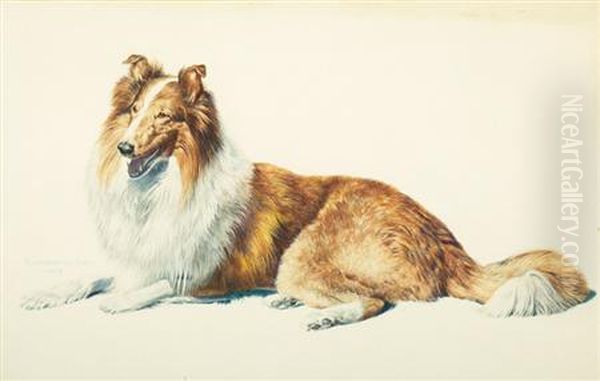 Seated Collie - view 1