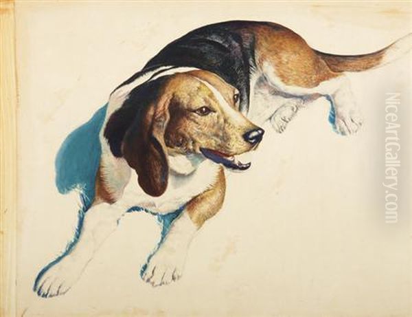 Beagle - view 1