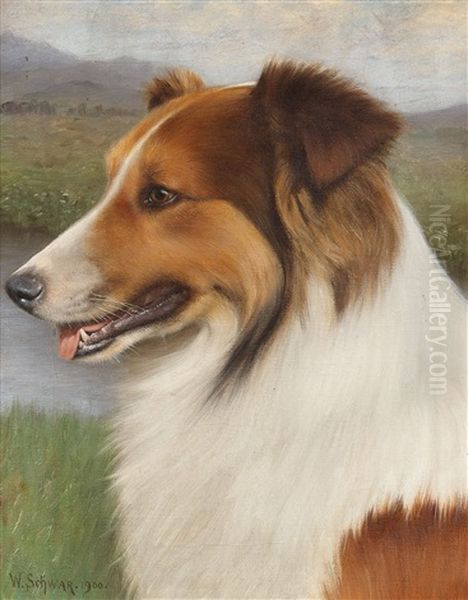 Collie - view 1