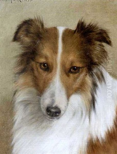 Collie - view 1