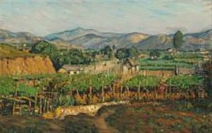 Vineyard At Shantung