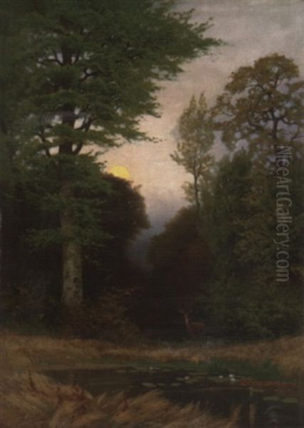 Rotwild Auf Einer Waldlichtung - view 1