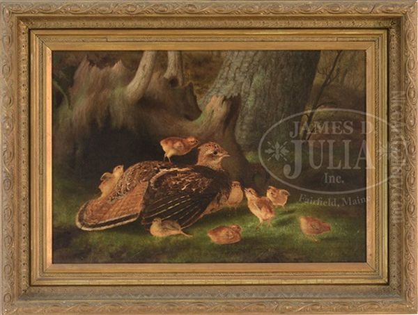 Ruffed Grouse With Chicks - view 1