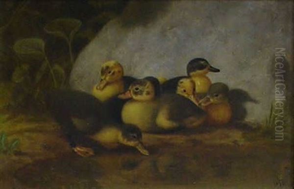 Seven Ducklings - view 1