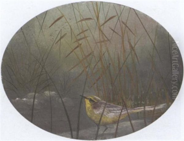 A Yellow Wagtail - view 1