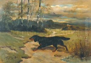 Jagdhund In Moorlandschaft Jagdhund In Moorlandschaft