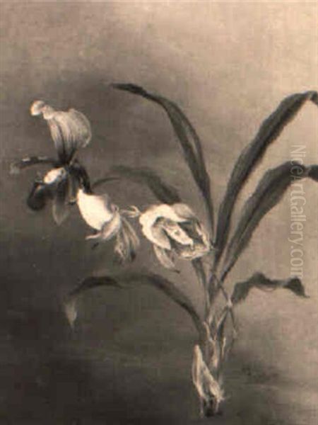 Eine Orchidee, 'cabasetum Mirabile' - view 1