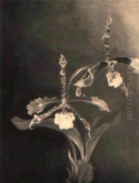 Eine Orchidee, 'odontoglossum Grande Humeanum' - view 1