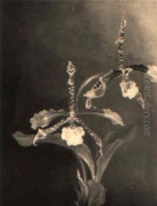 Eine Orchidee, 'odontoglossum Grande Humeanum'