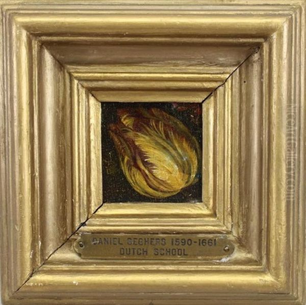 Tulip - view 1