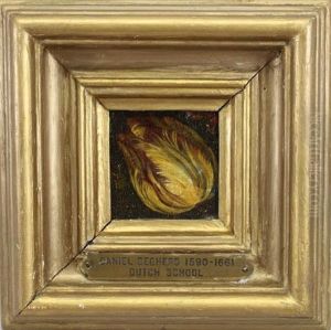 Tulip Tulip