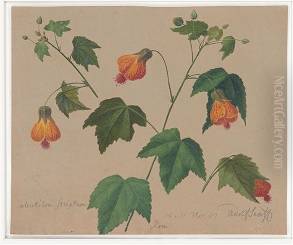 Abutilon Striatum (schonmalve) - view 1