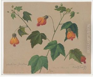 Abutilon Striatum (schonmalve) by Adolf (Carl) Senff