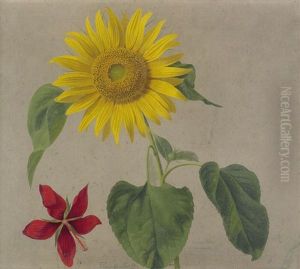 Sonnenblume Und Hibiskus by Adolf (Carl) Senff
