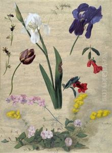 Studienblatt Mit Mimosen, Iris Und Buschwinden by Adolf (Carl) Senff