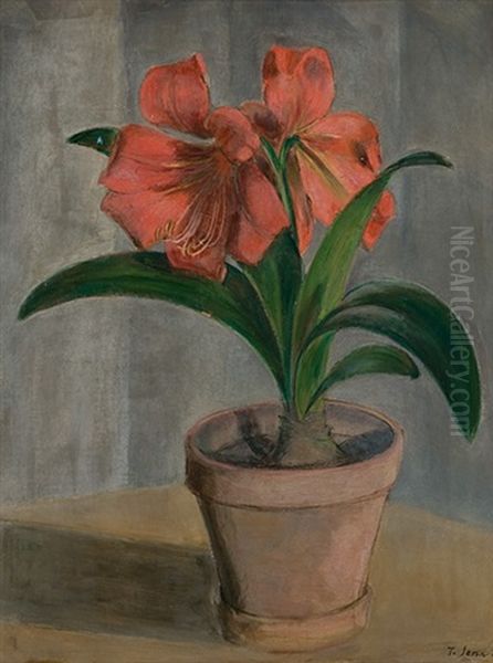 Amaryllis - view 1