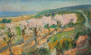 Amandiers Fleuris En Provence