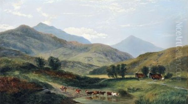Heimziehende Kuhherde In Den Bergen Bei Glengarriff (irland) - view 1