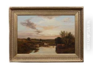 Cattle Watering At Sunset