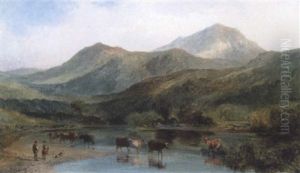 Cattle Watering At A Lake