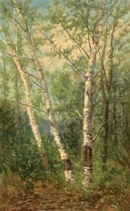 Birches At Jackson, New Hampshire by Frank Henry Shapleigh
