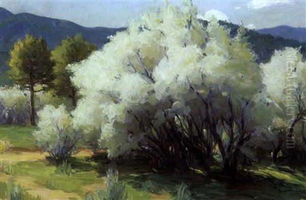 Wild Plum Blossom Near The Pueblo - view 1