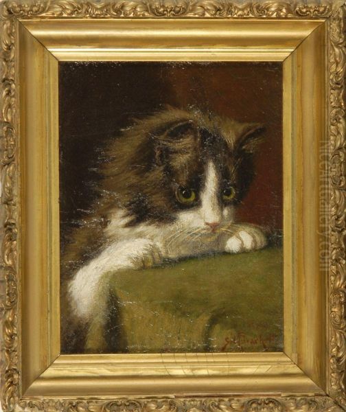 Portrait Of A Kitten - view 1