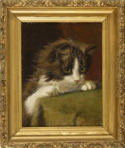 Portrait Of A Kitten by Sydney Lawrence Brackett