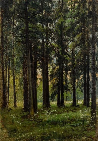 Fir Forest - view 1