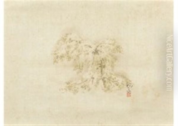 Snow Young Pine Tree - view 1