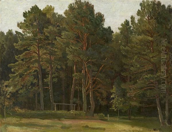 Pine Forest Clearing - view 1