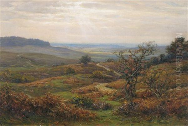 Near Burley In The New Forest - view 1